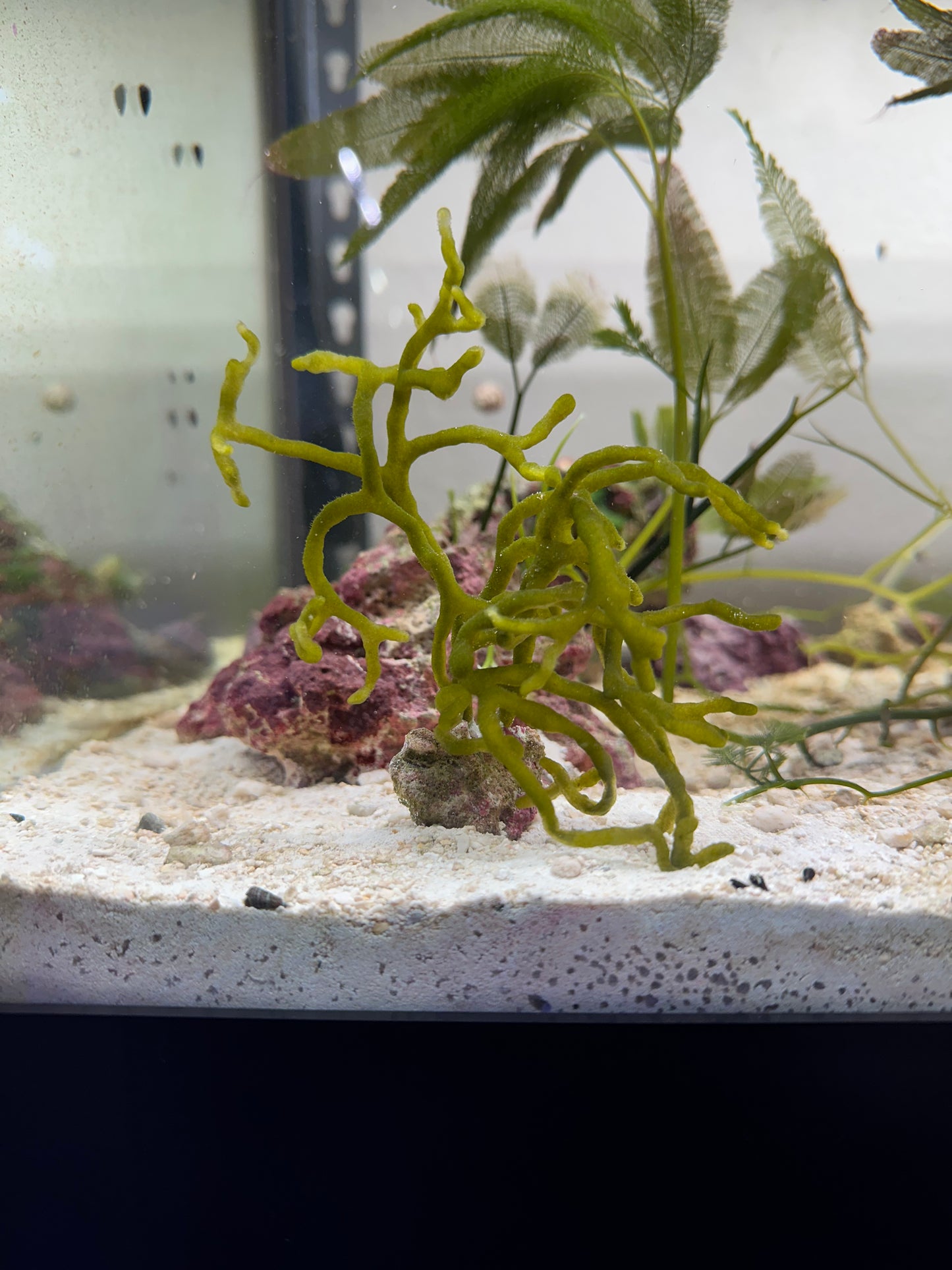Codium Attached To Live Rock