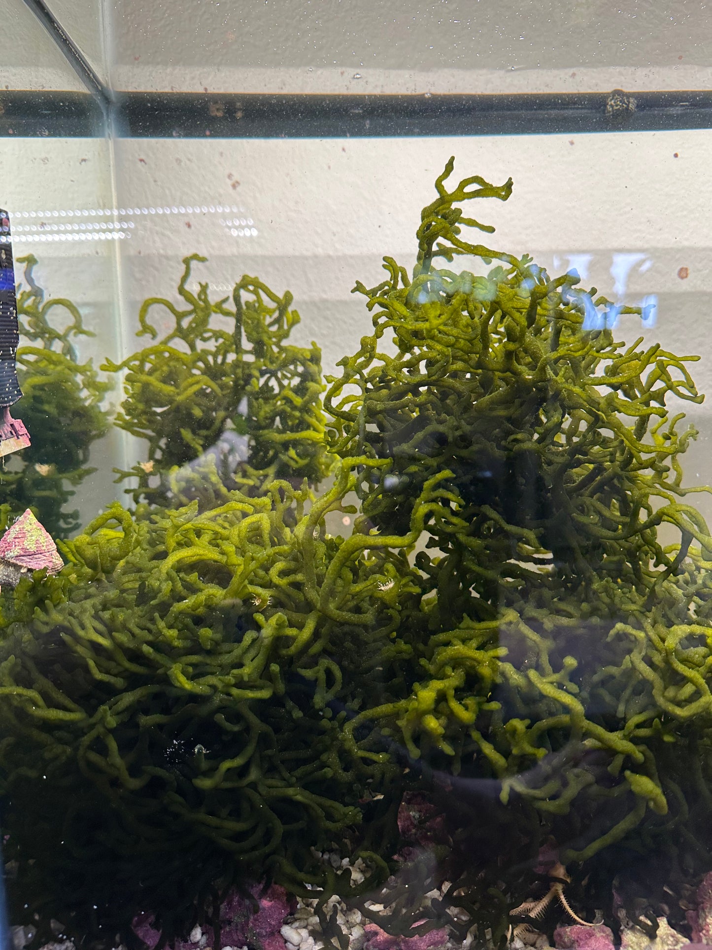 Codium "Dead Man's Fingers"