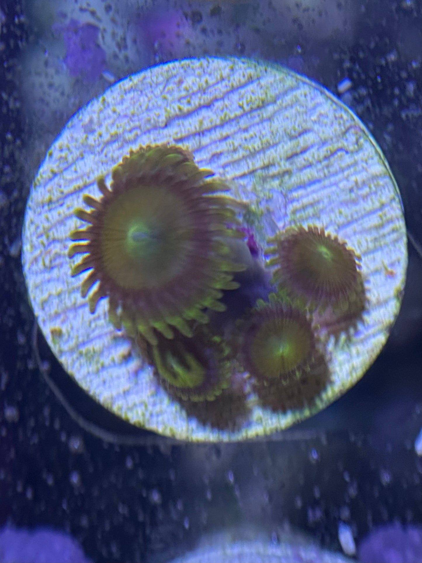 Sponge Bob Zoanthids