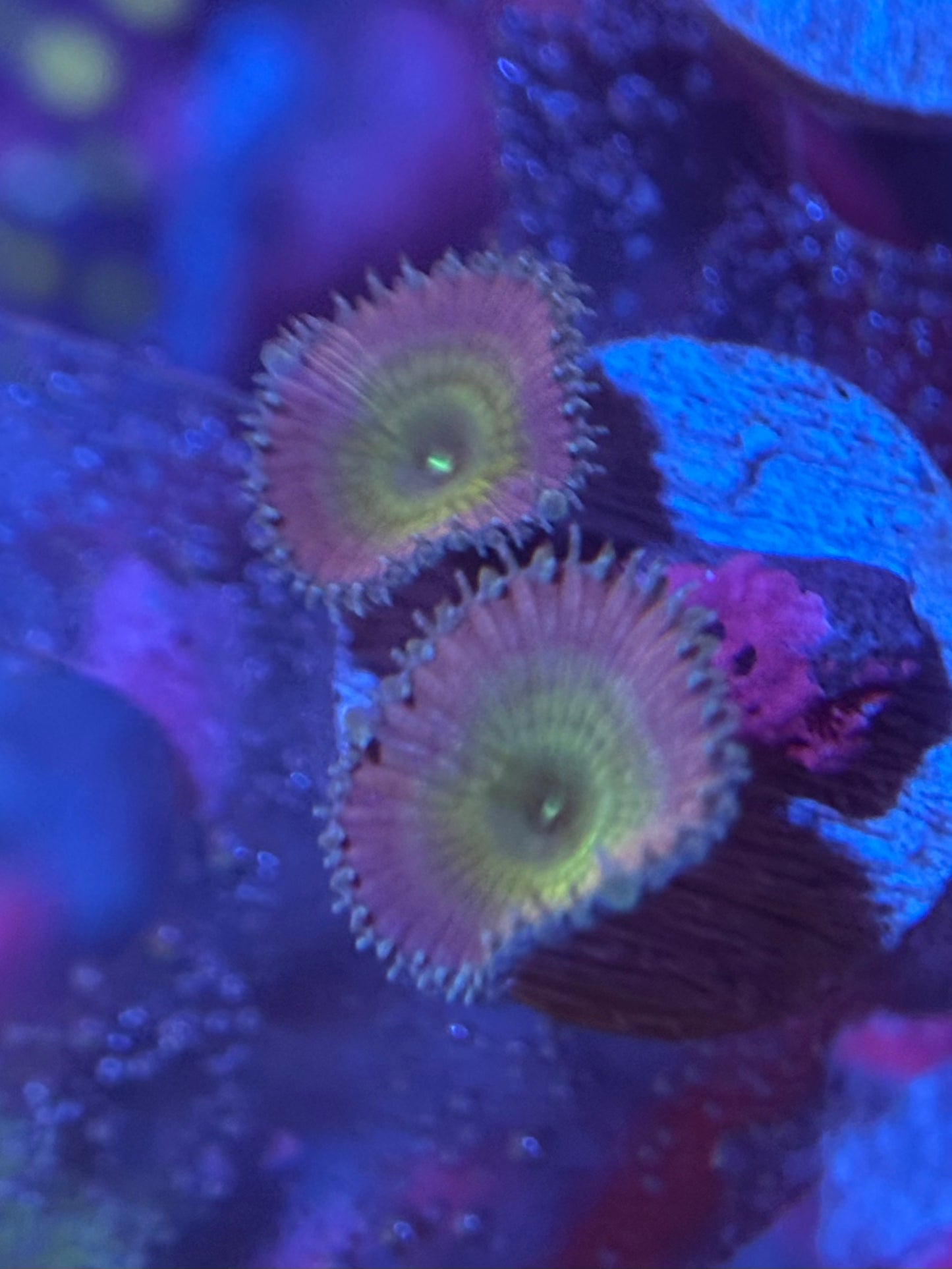 Beauty and the Beast Palythoas