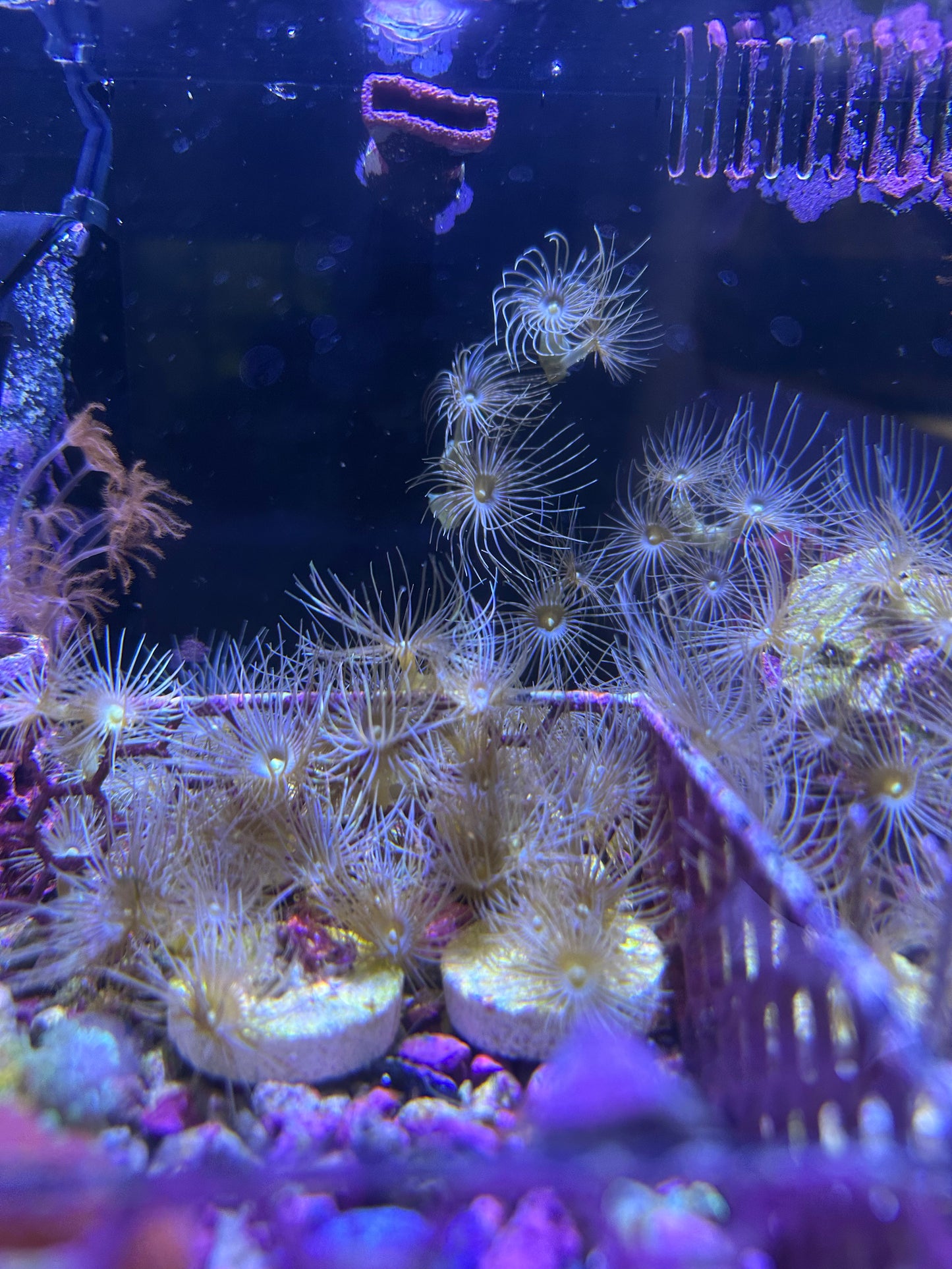 Yellow Parazoanthus Polyps