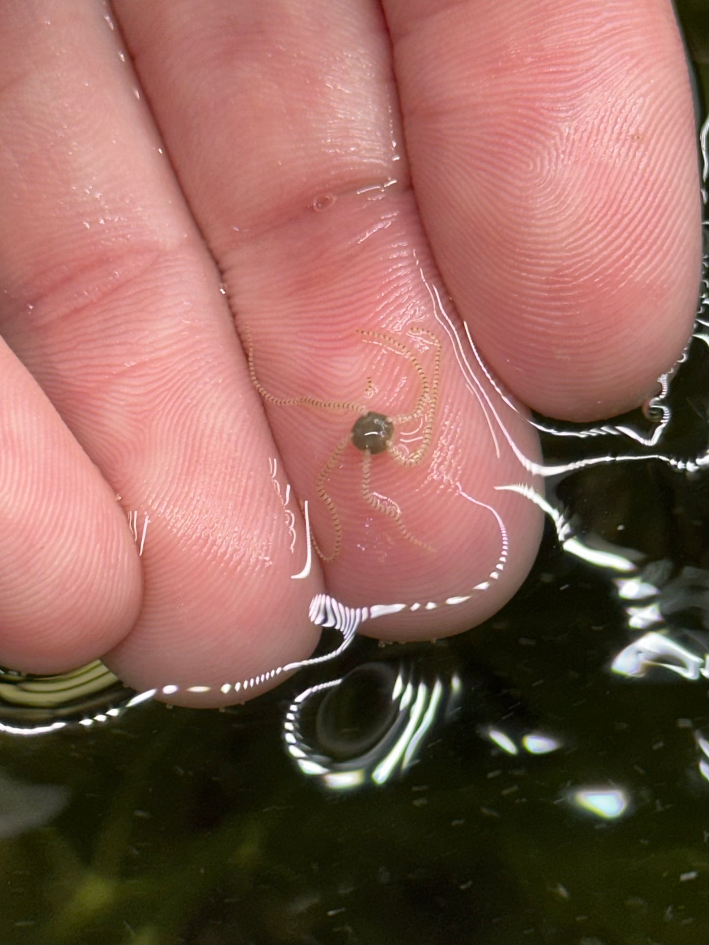Micro Brittle Starfish (White) - Cleanup Crew Pack of 5