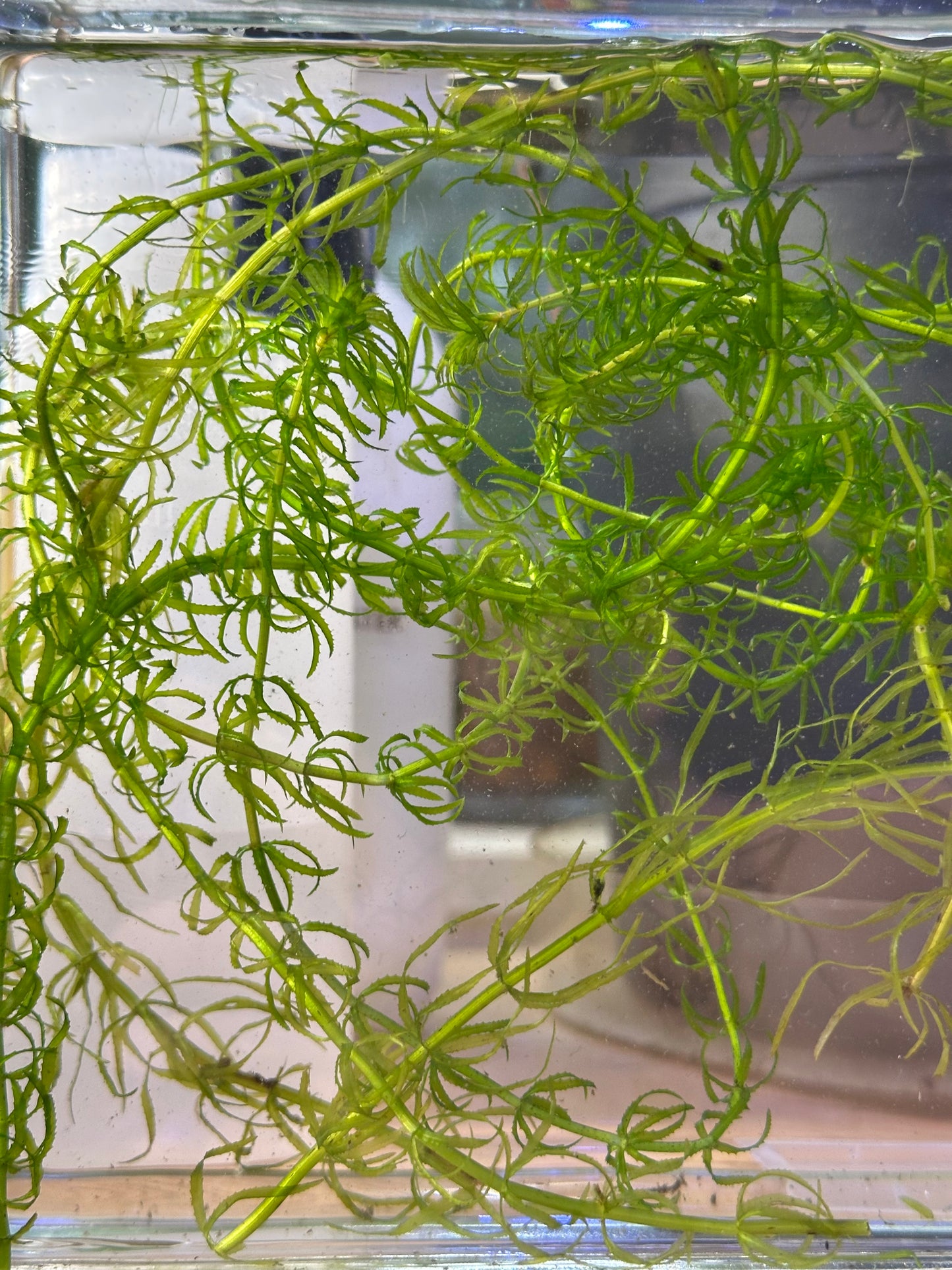 Guppy Grass (Najas guadalupensis)