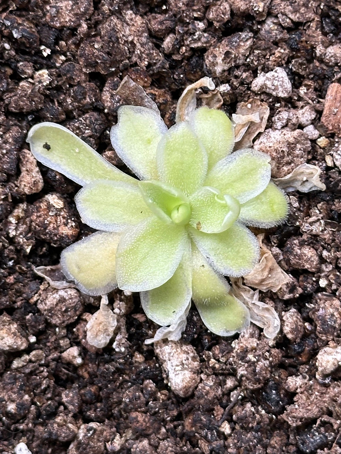 Pinguicula "Snow Queen"