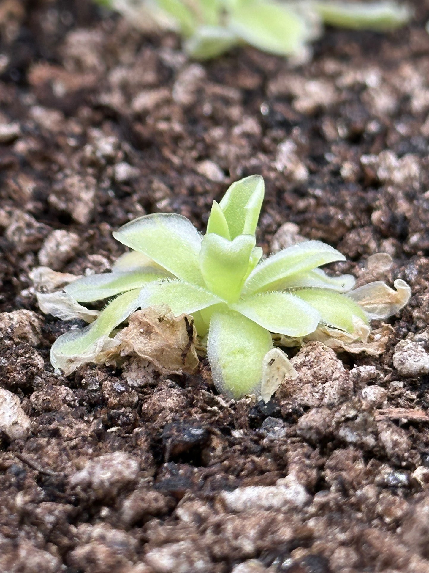 Pinguicula "Snow Queen"
