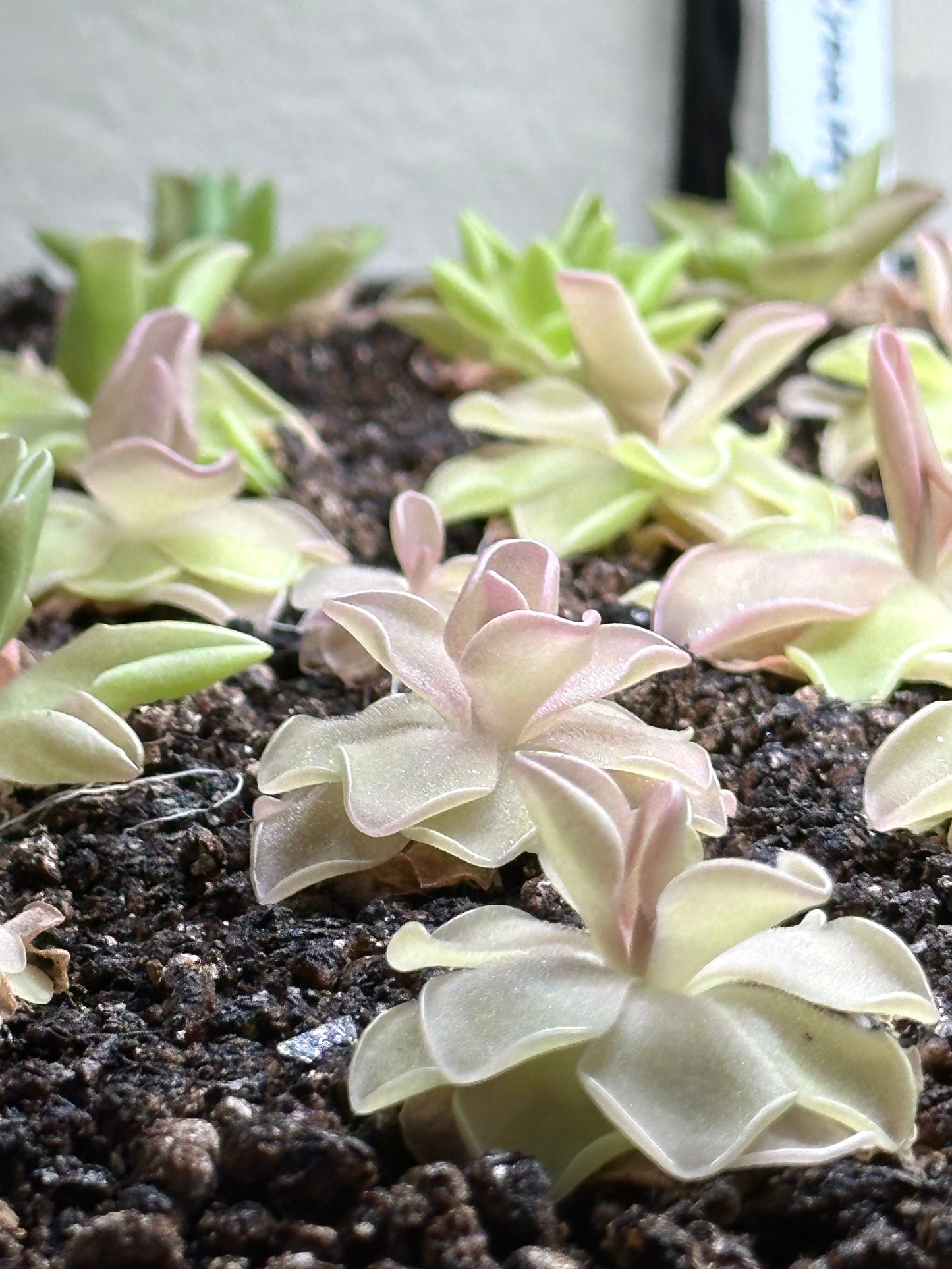 Pinguicula pirouette