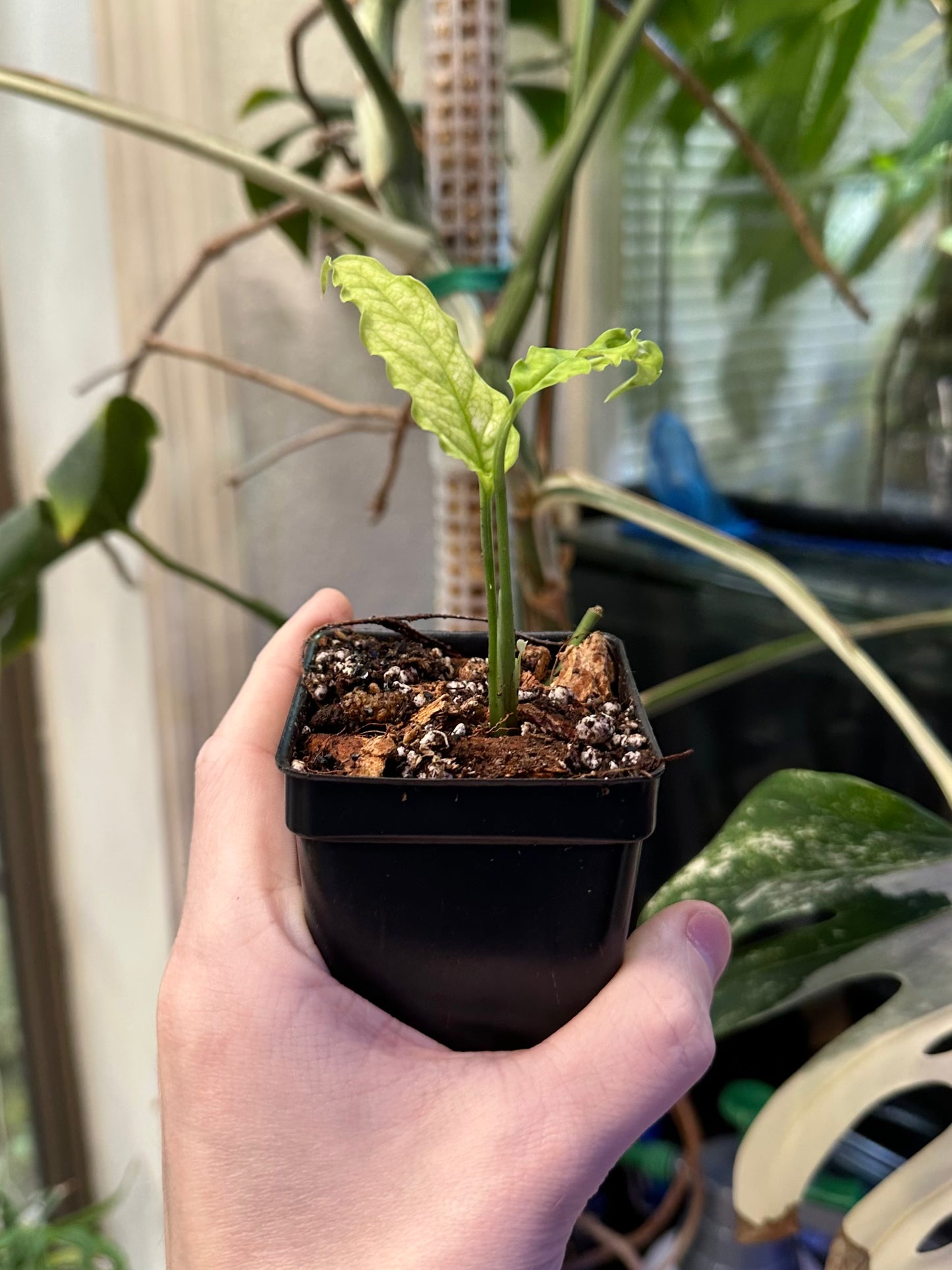 Monstera obliqua 'Peru'