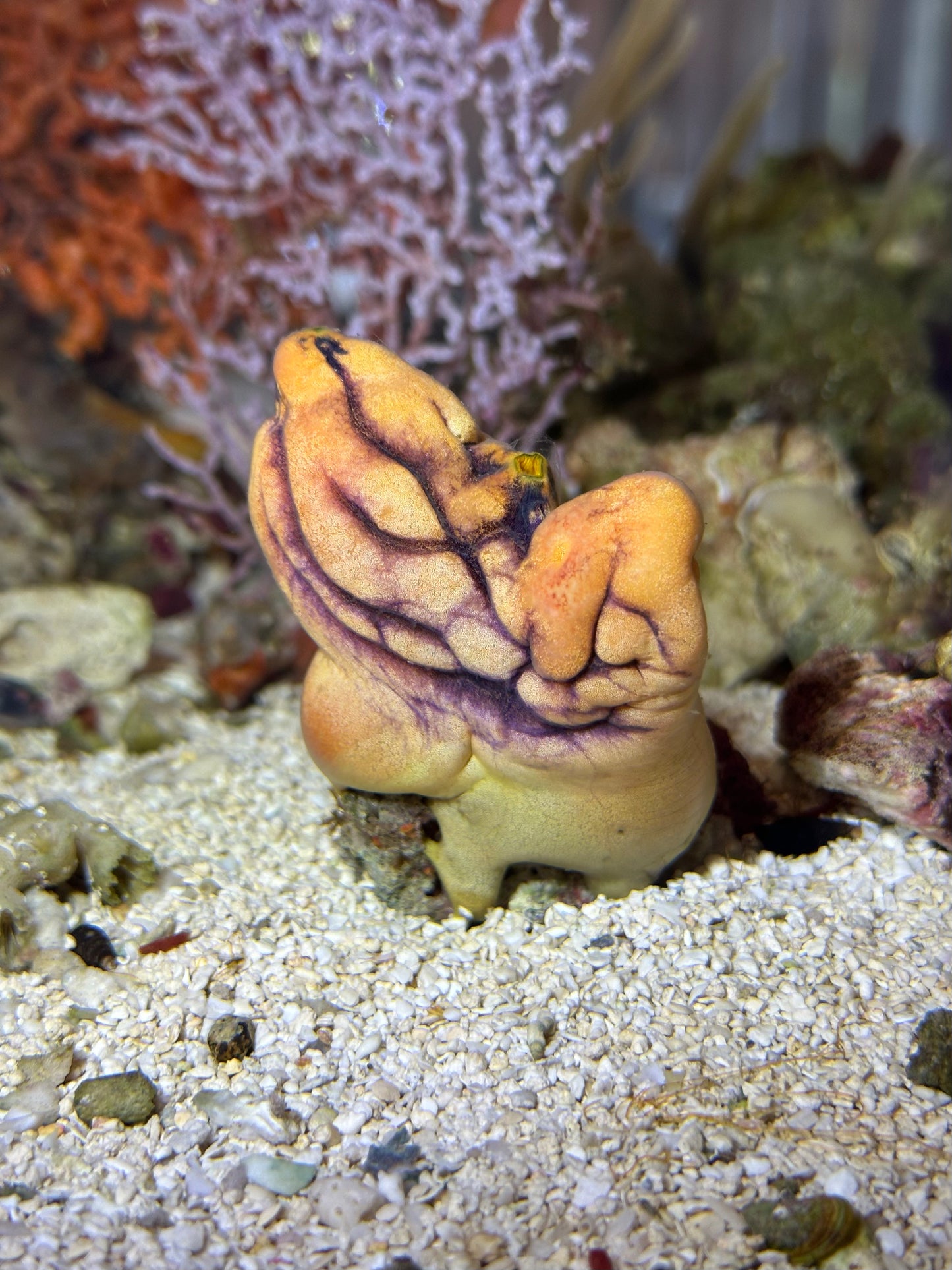 Multicolor Tunicate