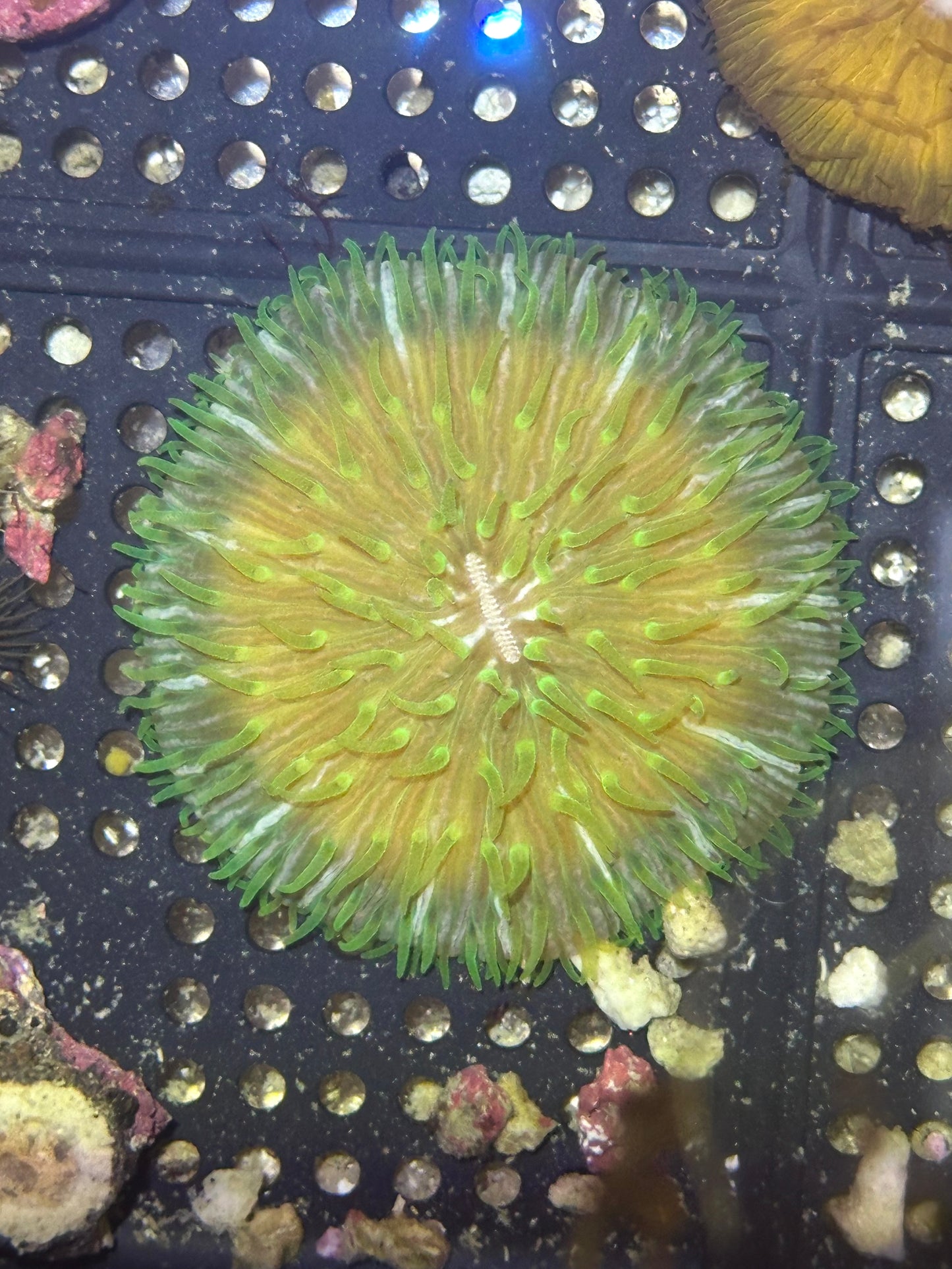 Blue/Green Fungia Plate Coral - WYSIWYG