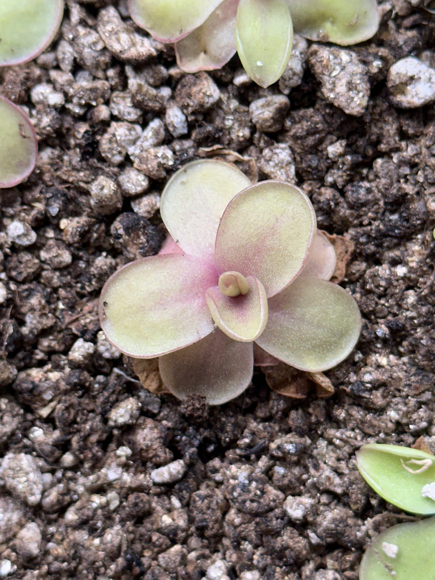 Pinguicula 'Razzberry Blonde'
