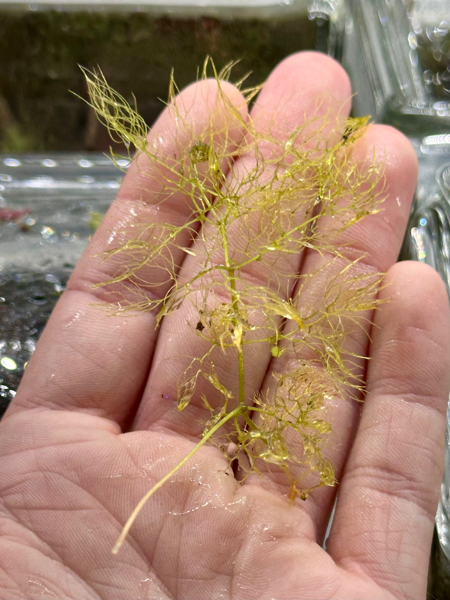 Utricularia macrorhiza