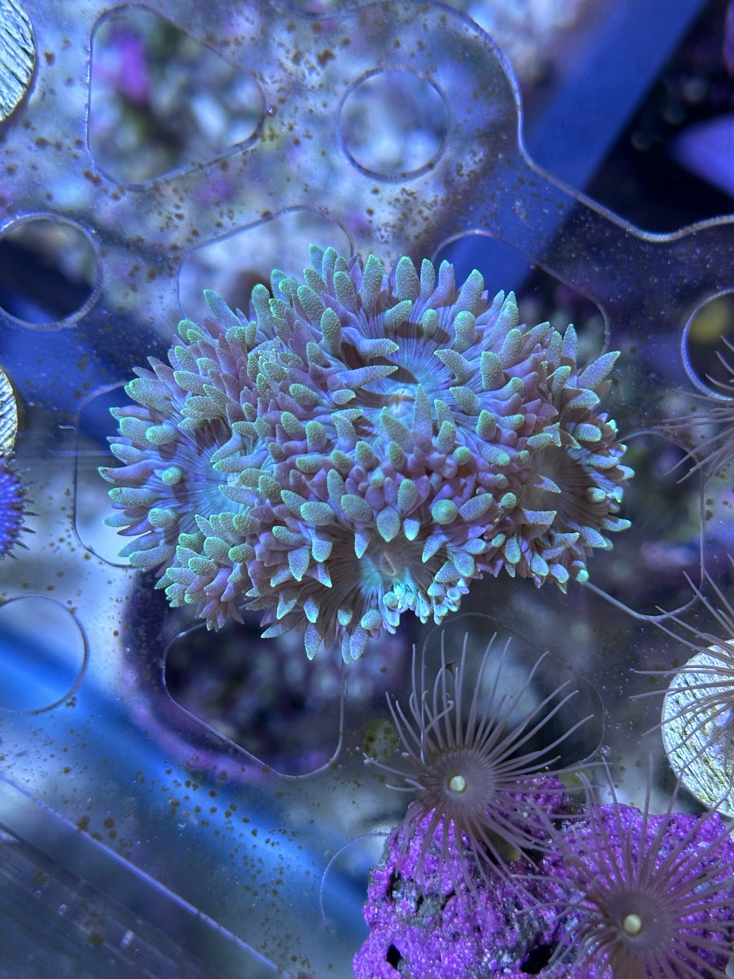 WYSIWYG Blue Duncan Tree Coral