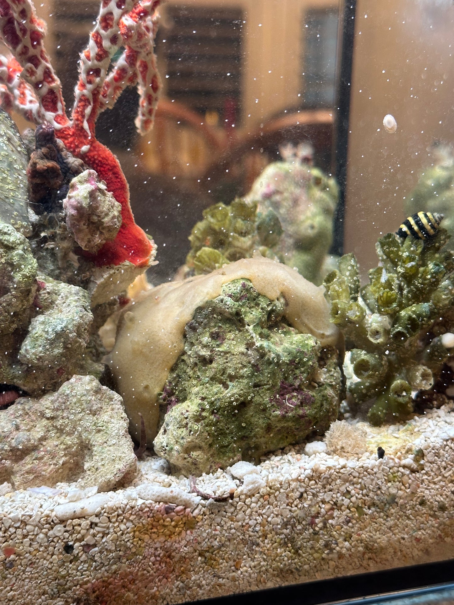 Cream Colored Encrusting Sponge