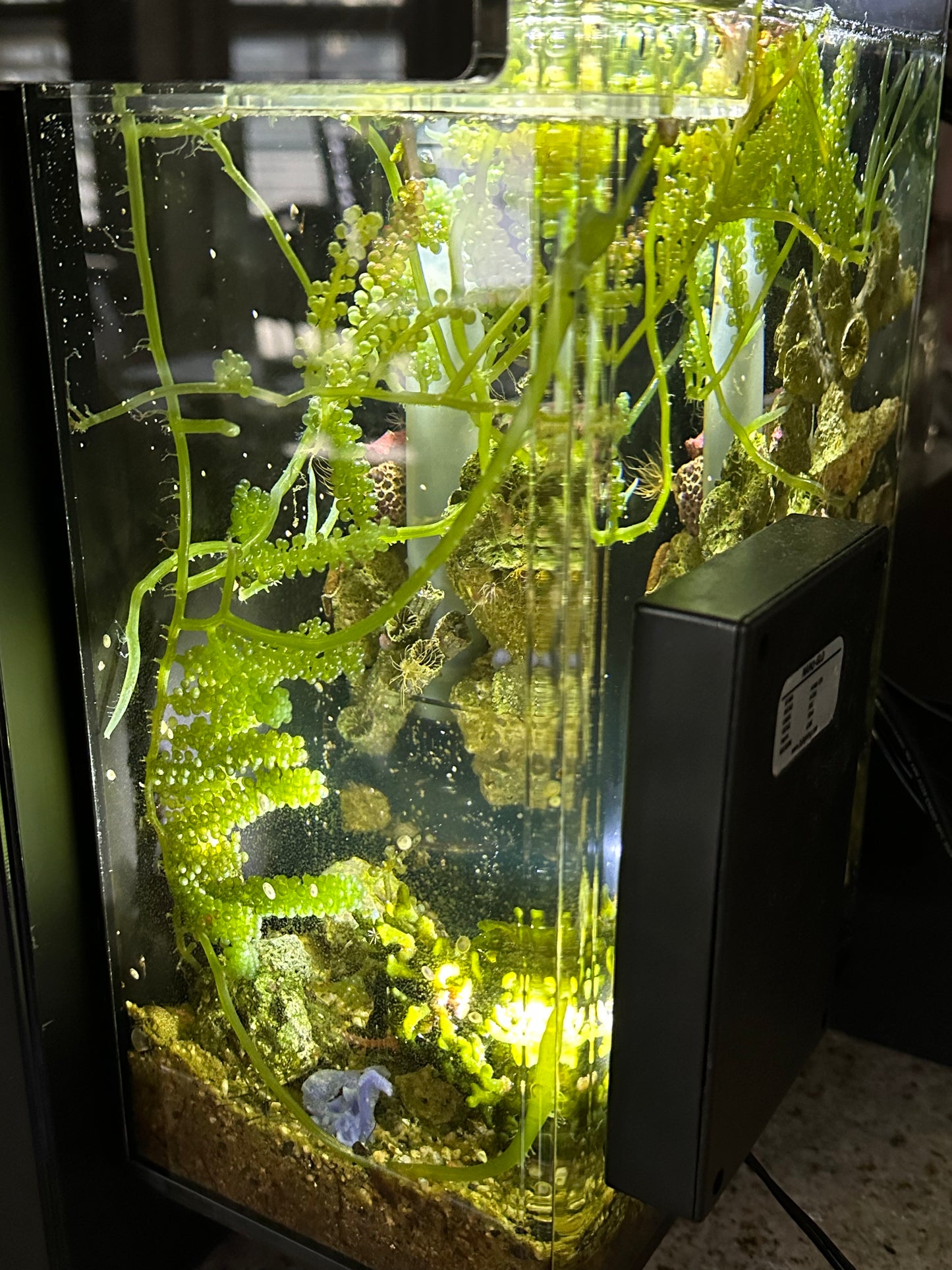 Caulerpa Lentillifera "Green Sea Grape"