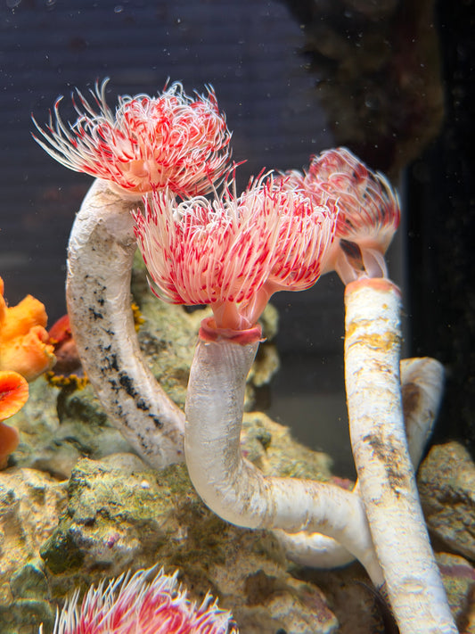 Red & White Coco Worm - Large