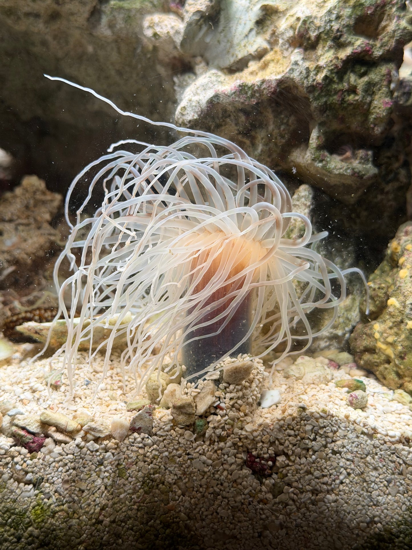 WYSIWYG Large White/Brown Tube Anemone