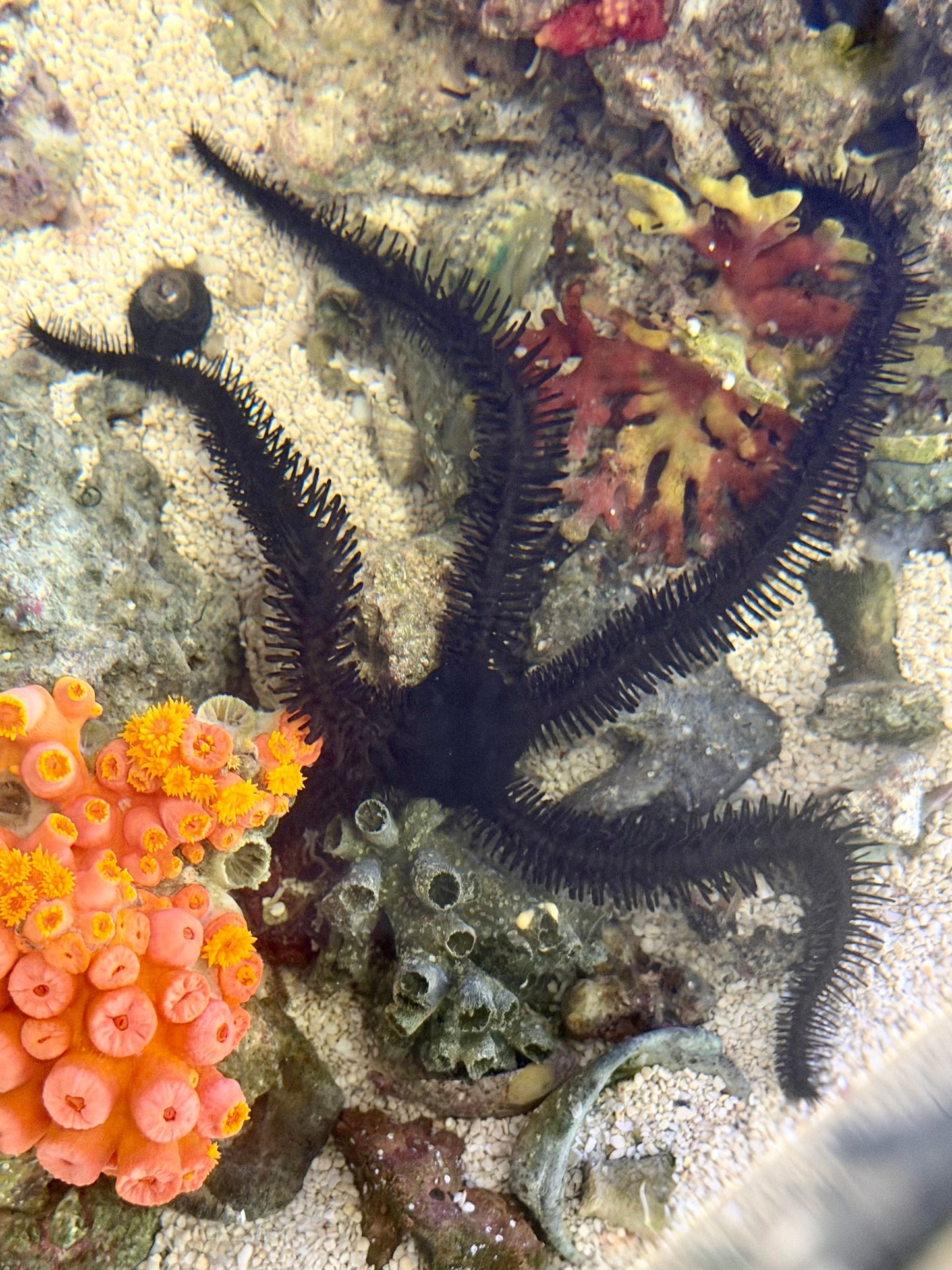 Black Brittle Starfish