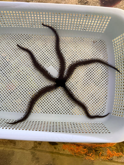 Black Brittle Starfish