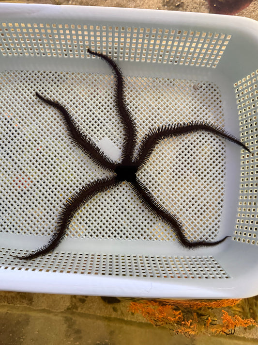 Black Brittle Starfish