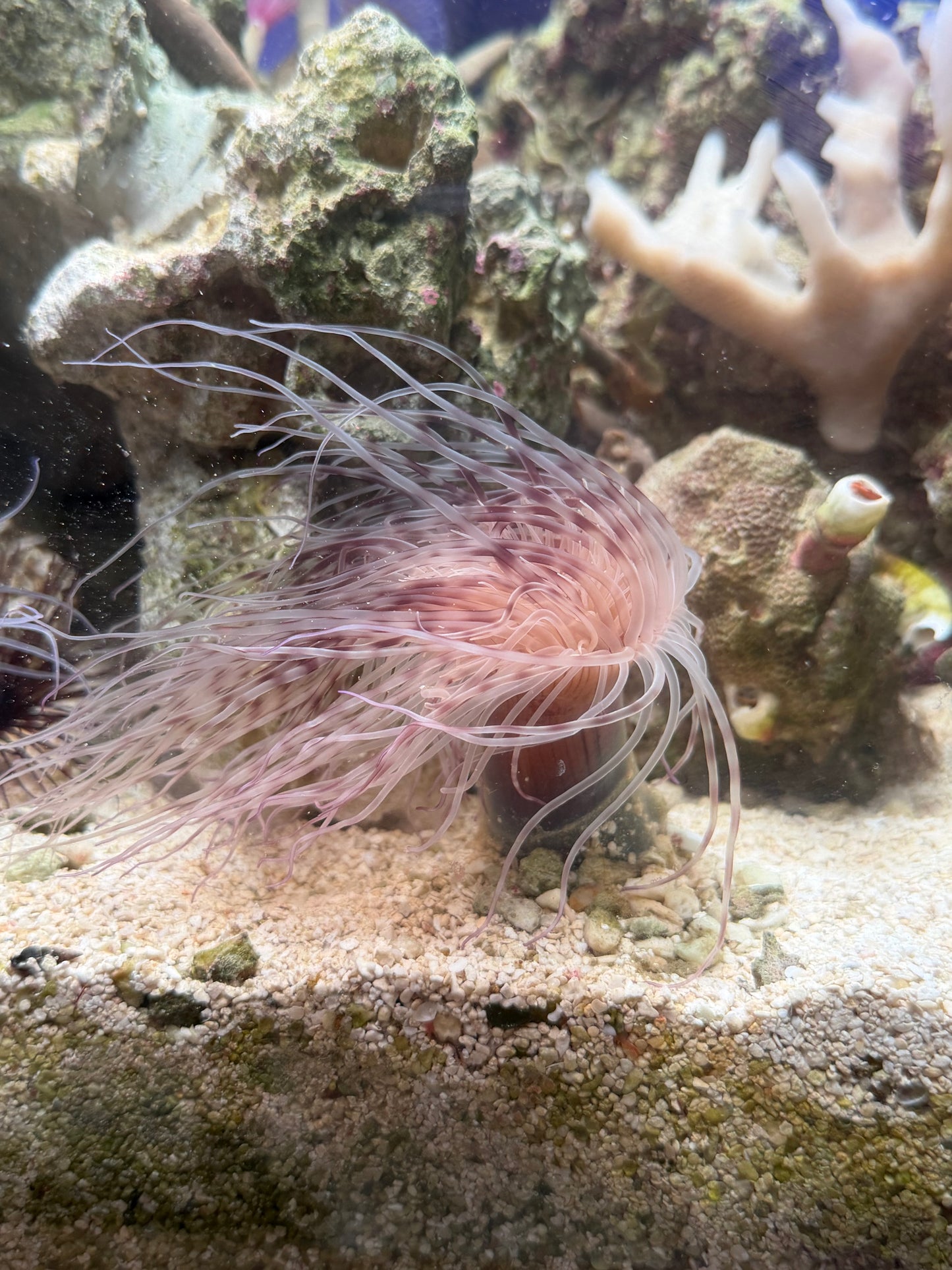 WYSIWYG Pink/Purple Tube Anemone