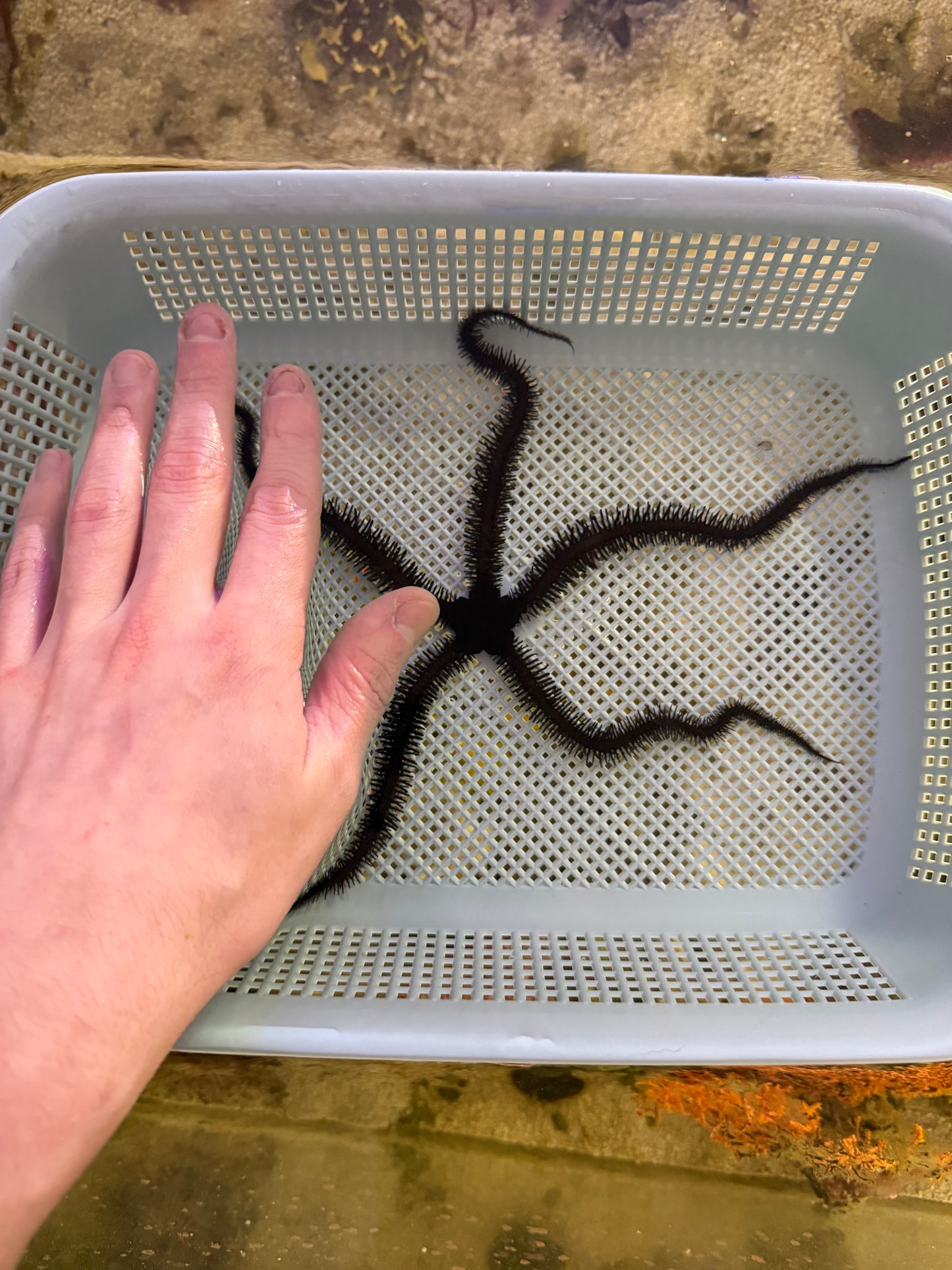 Black Brittle Starfish