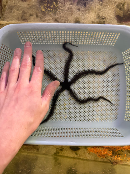 Black Brittle Starfish