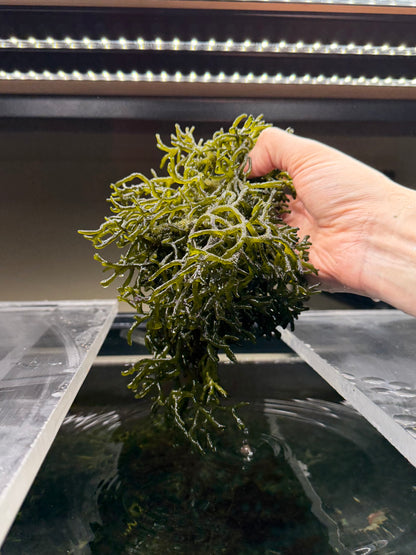 Codium "Dead Man's Fingers" Bulk