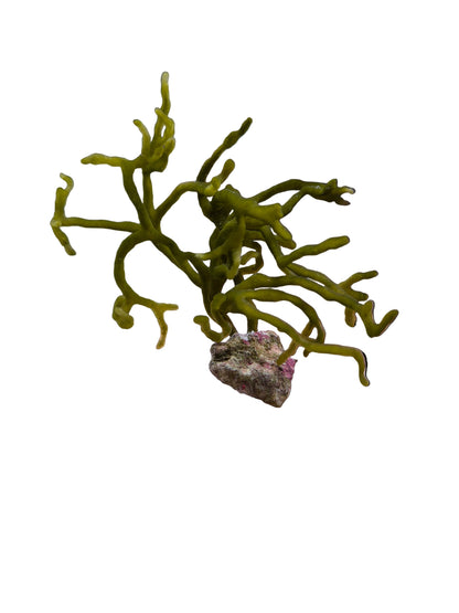 Codium Attached To Live Rock