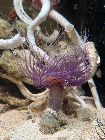 WYSIWYG Large Purple/White Tube Anemone