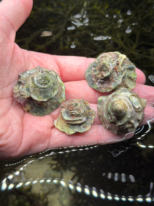 Australian Frilly Trochus Snail - Cleanup Crew Pack of 5