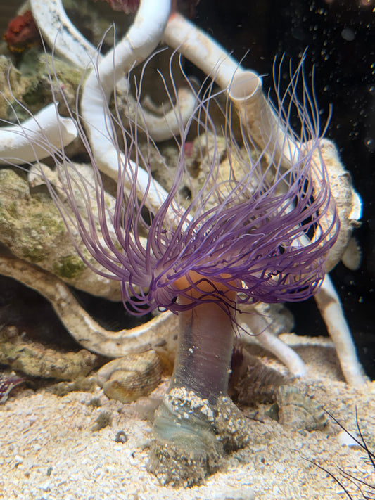WYSIWYG Purple/White Tube Anemone