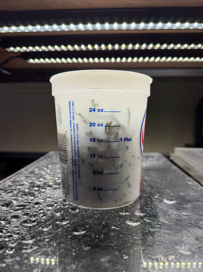 Codium "Dead Man's Fingers" Bulk