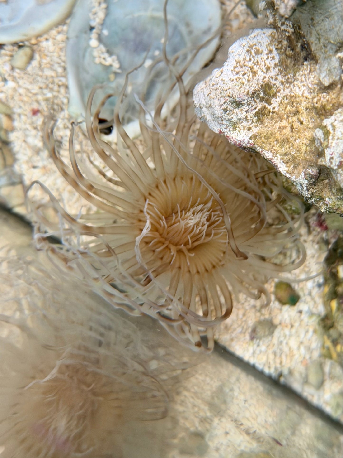 WYSIWYG Large White/Brown Tube Anemone