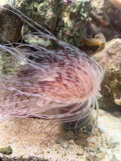 WYSIWYG Pink/Purple Tube Anemone