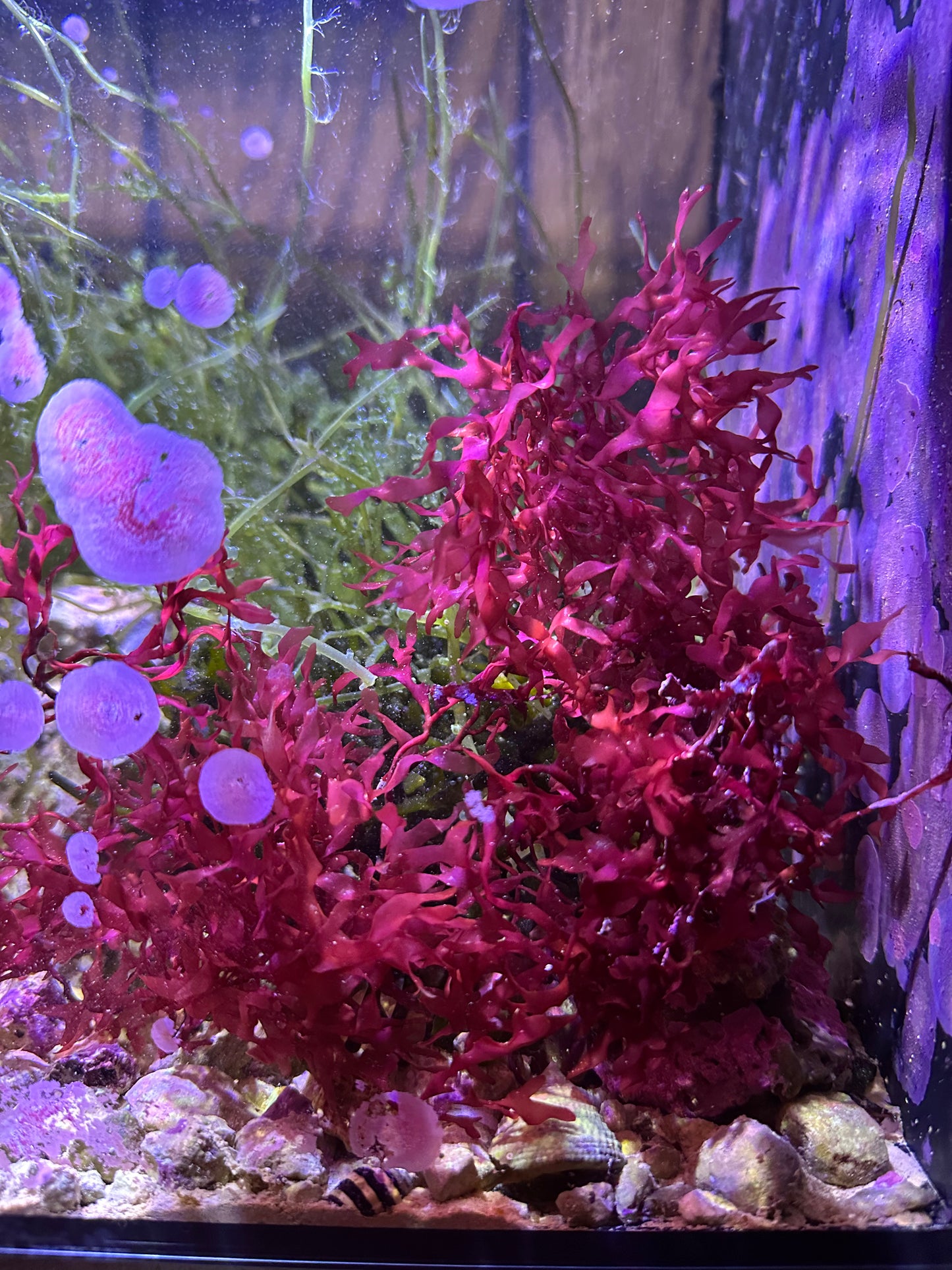 Halymenia durvillei "Dragon's Breath"