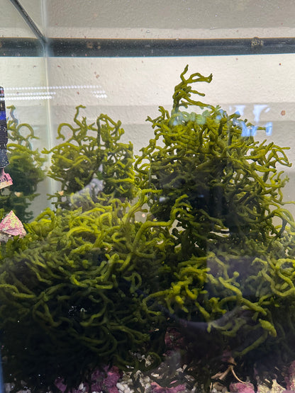 Codium "Dead Man's Fingers"