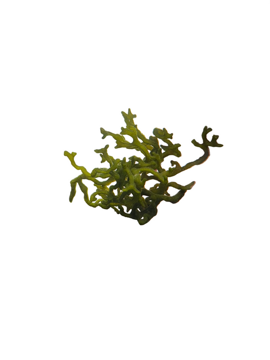 Codium "Dead Man's Fingers"