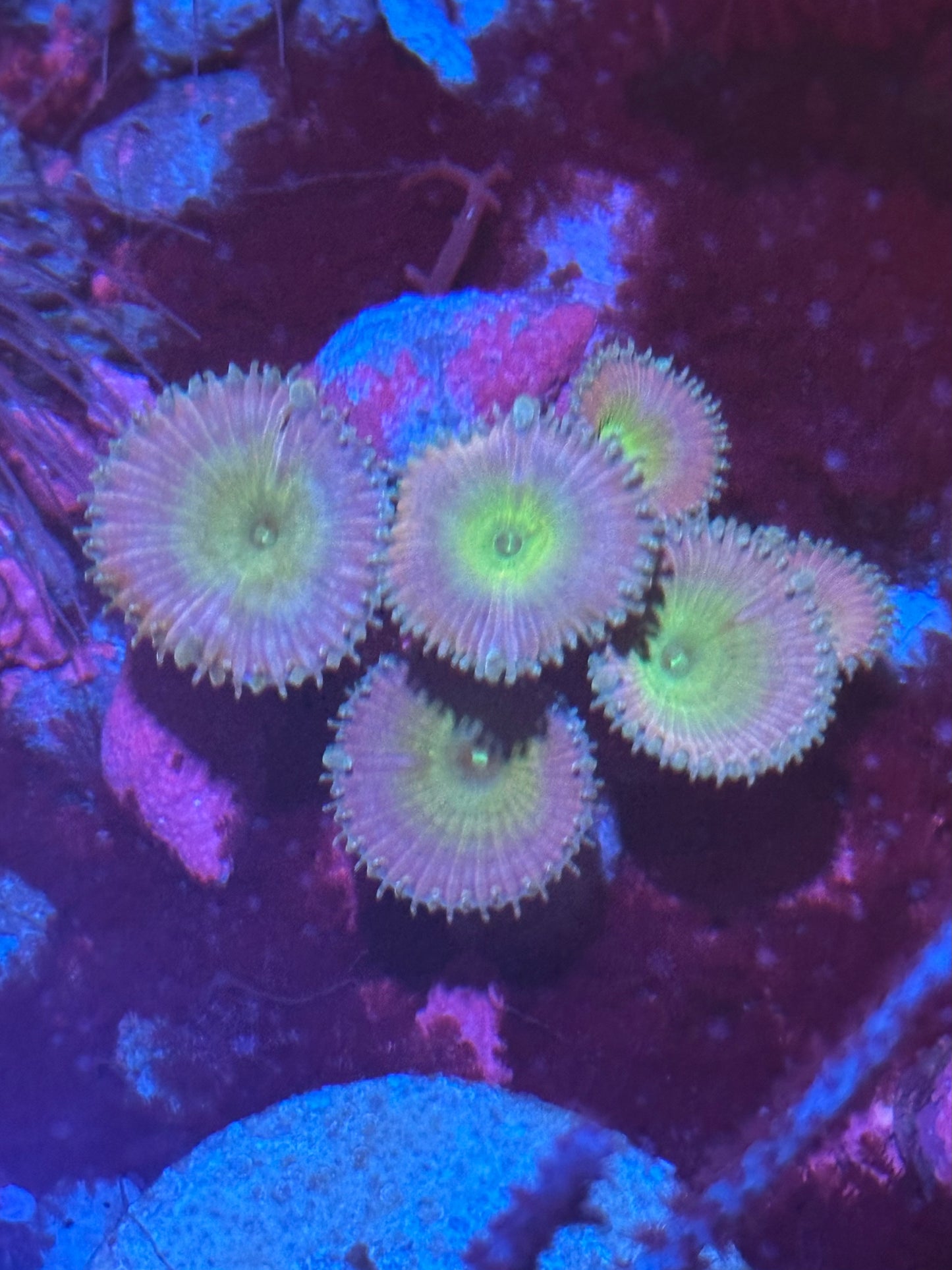 Beauty and the Beast Palythoas