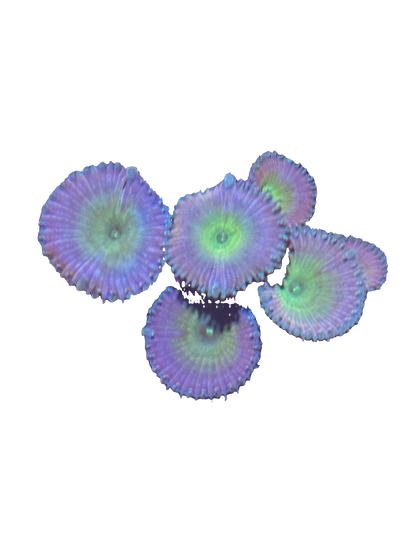 Beauty and the Beast Palythoas