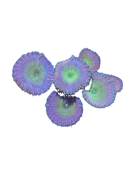 Beauty and the Beast Palythoas