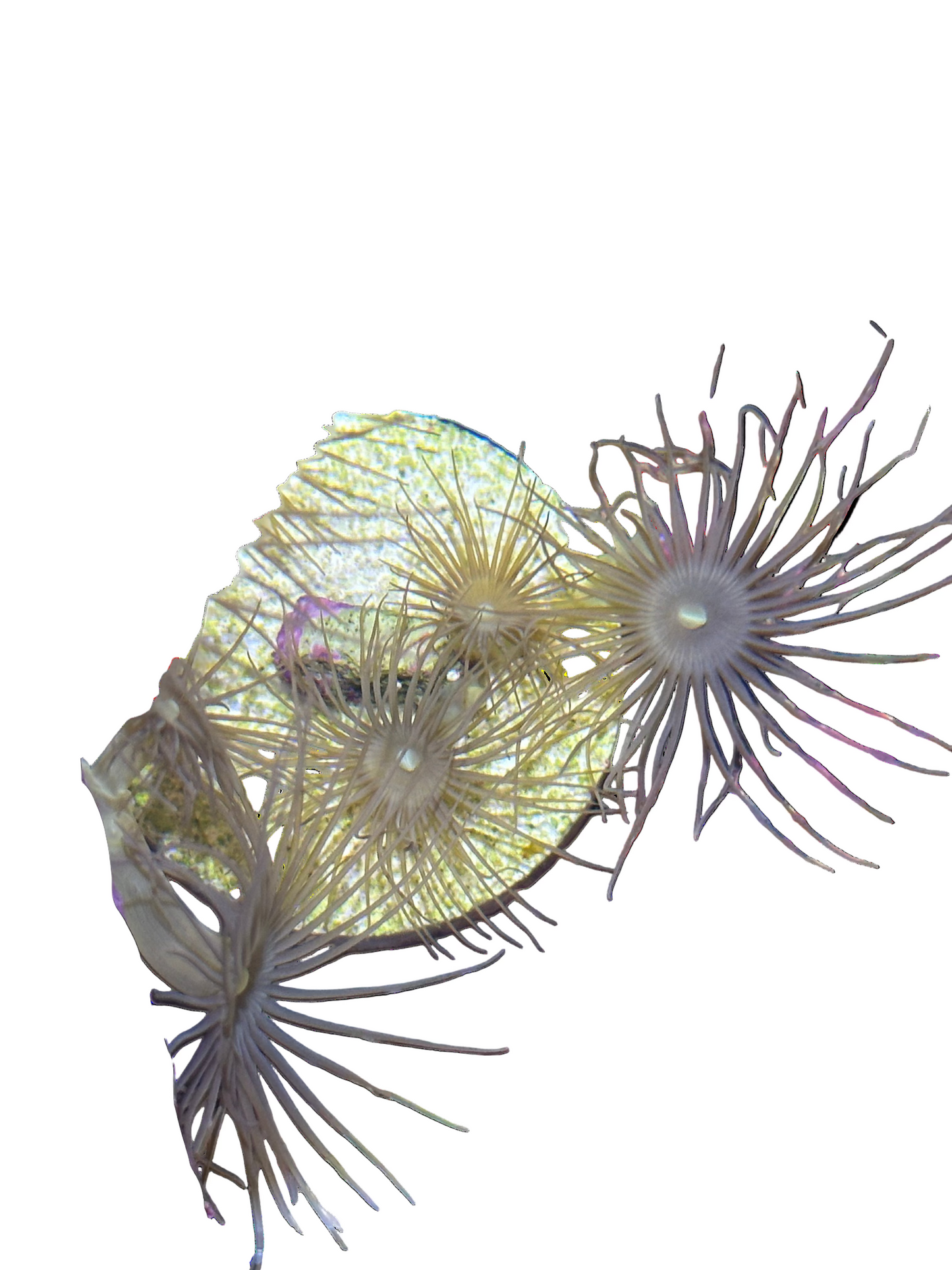 Yellow Parazoanthus Polyps