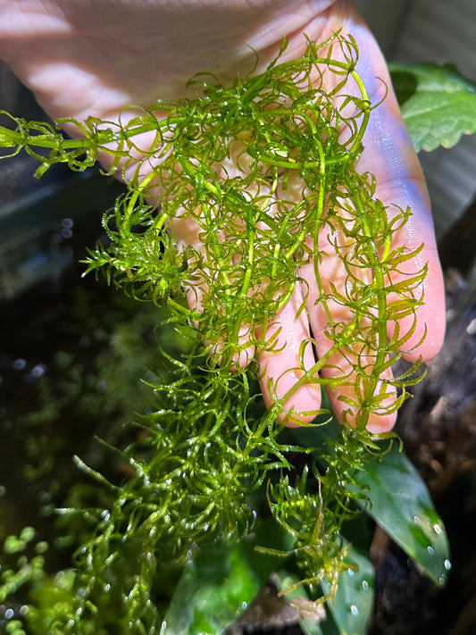 Guppy Grass (Najas guadalupensis)