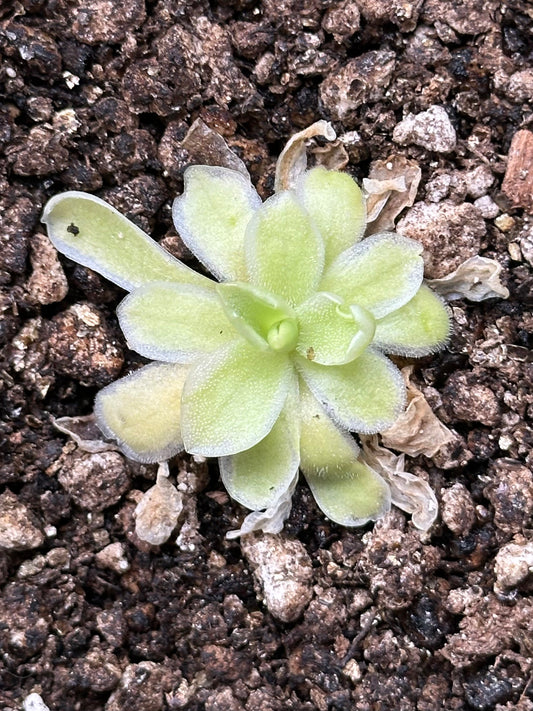 Pinguicula "Snow Queen"