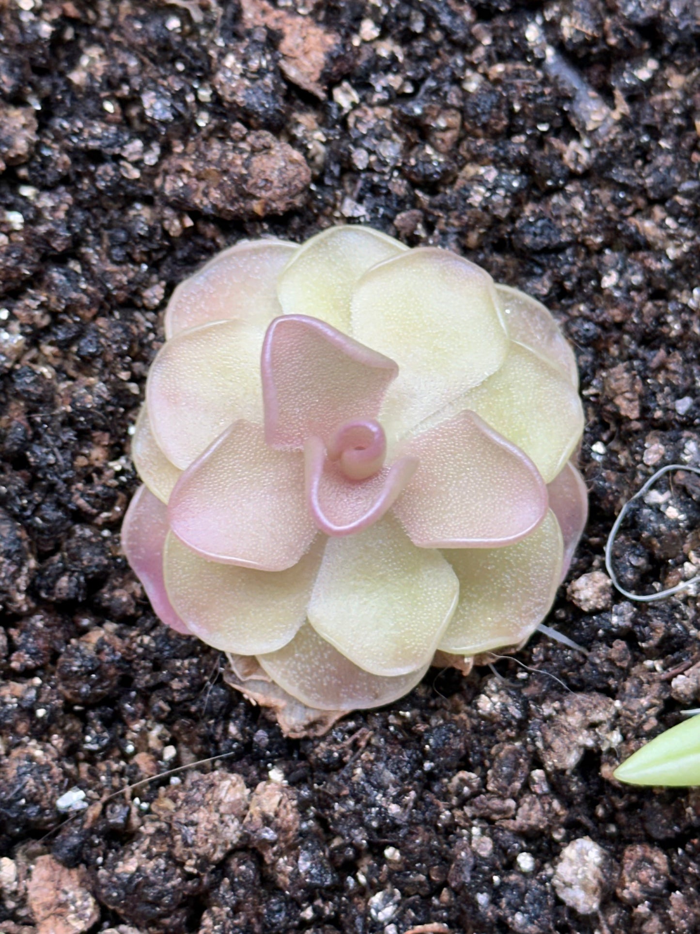 Pinguicula pirouette