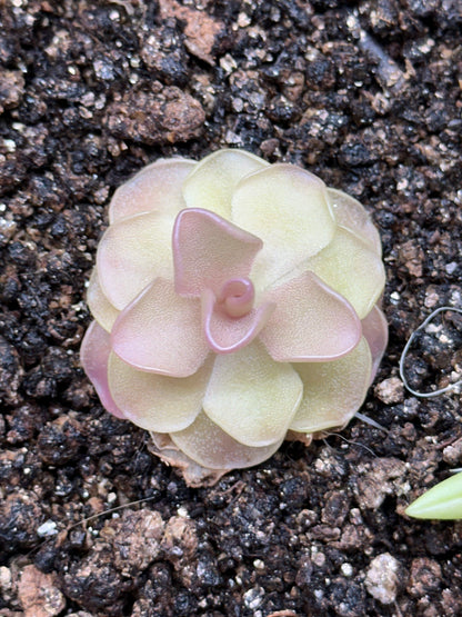 Pinguicula pirouette
