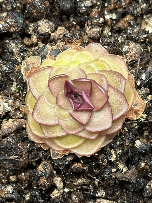 Pinguicula "Hanka"