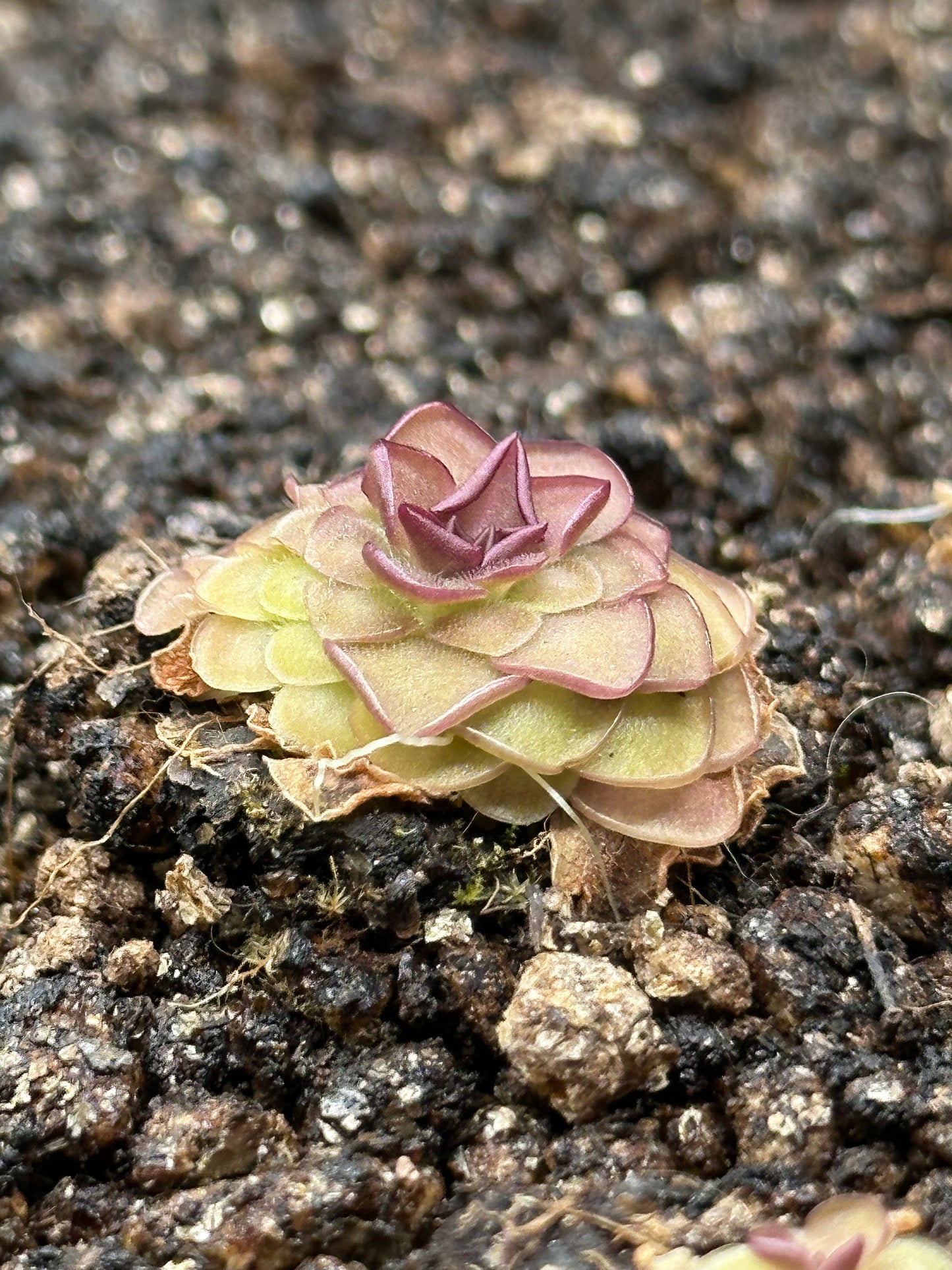 Pinguicula "Hanka"