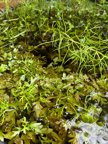 Water Sprite (Ceratopteris thalictroides)
