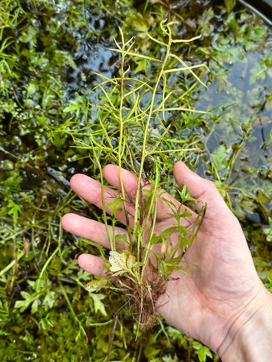 Water Sprite (Ceratopteris thalictroides)