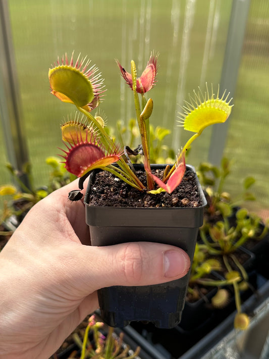 Venus Flytrap "Typical Form"